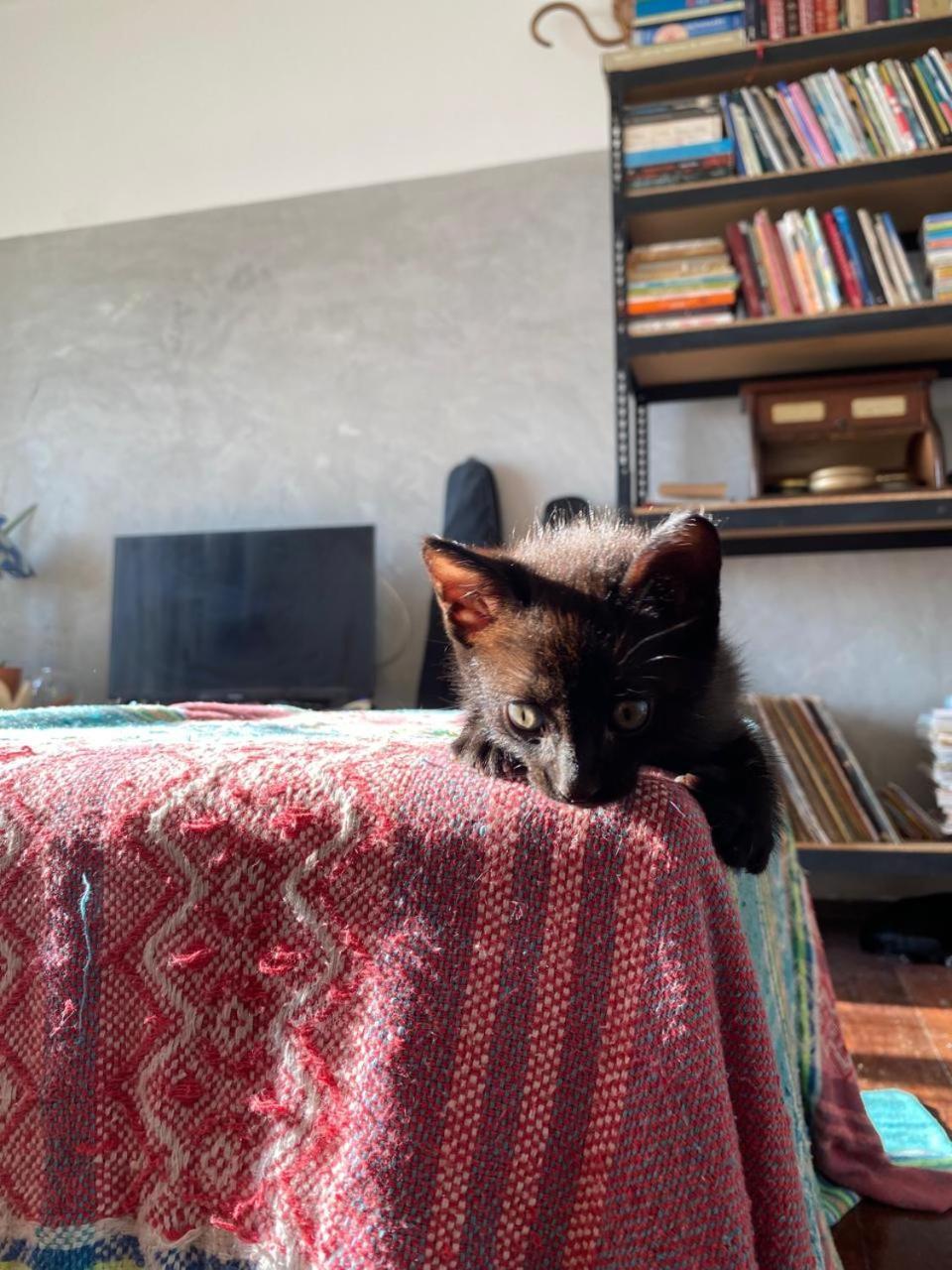 Sossego Da Lana - Vista Mar Hospedagem domiciliar Fortaleza (Ceara)